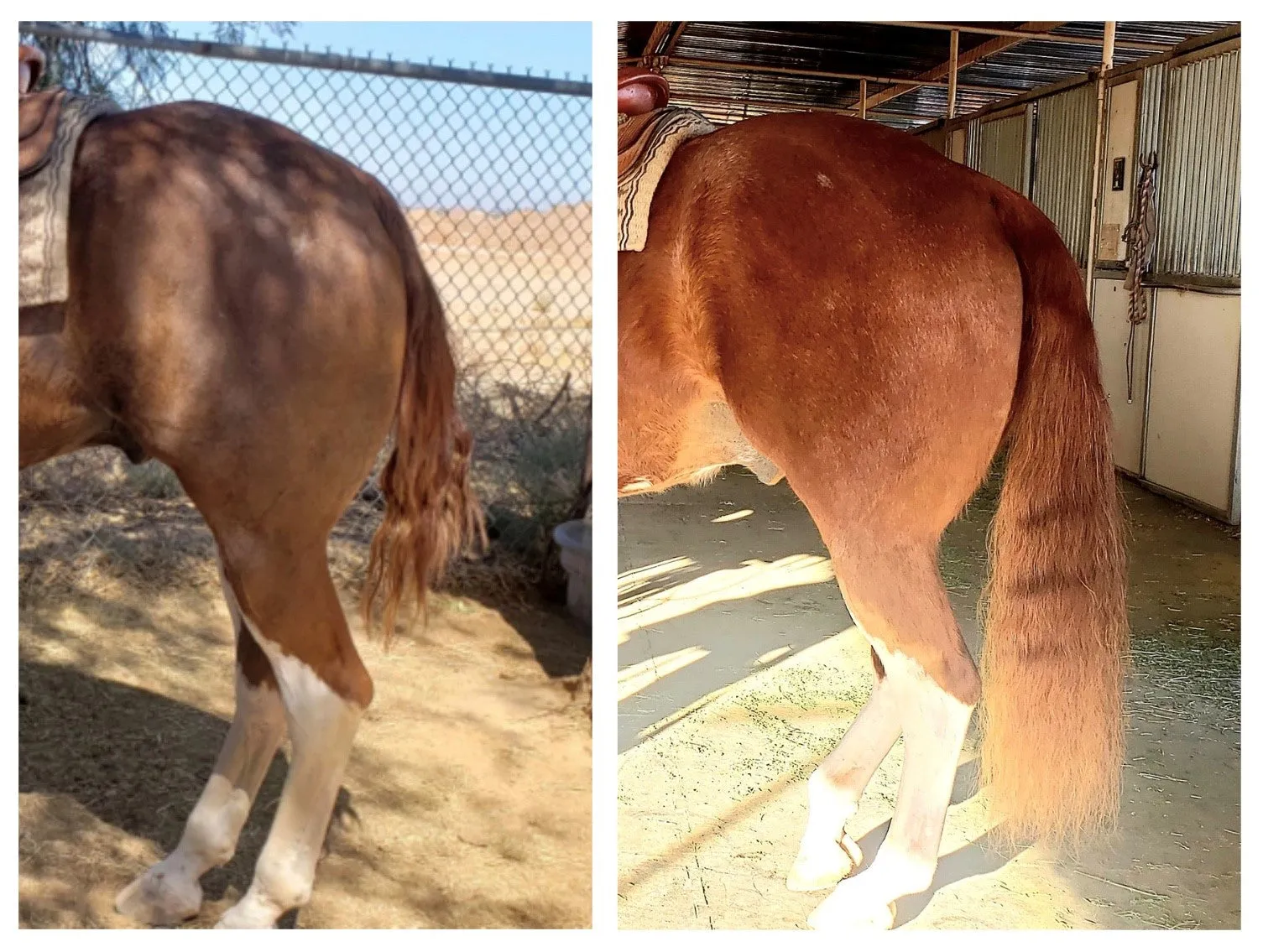 Veterinarian - Hoof & Hair Guard