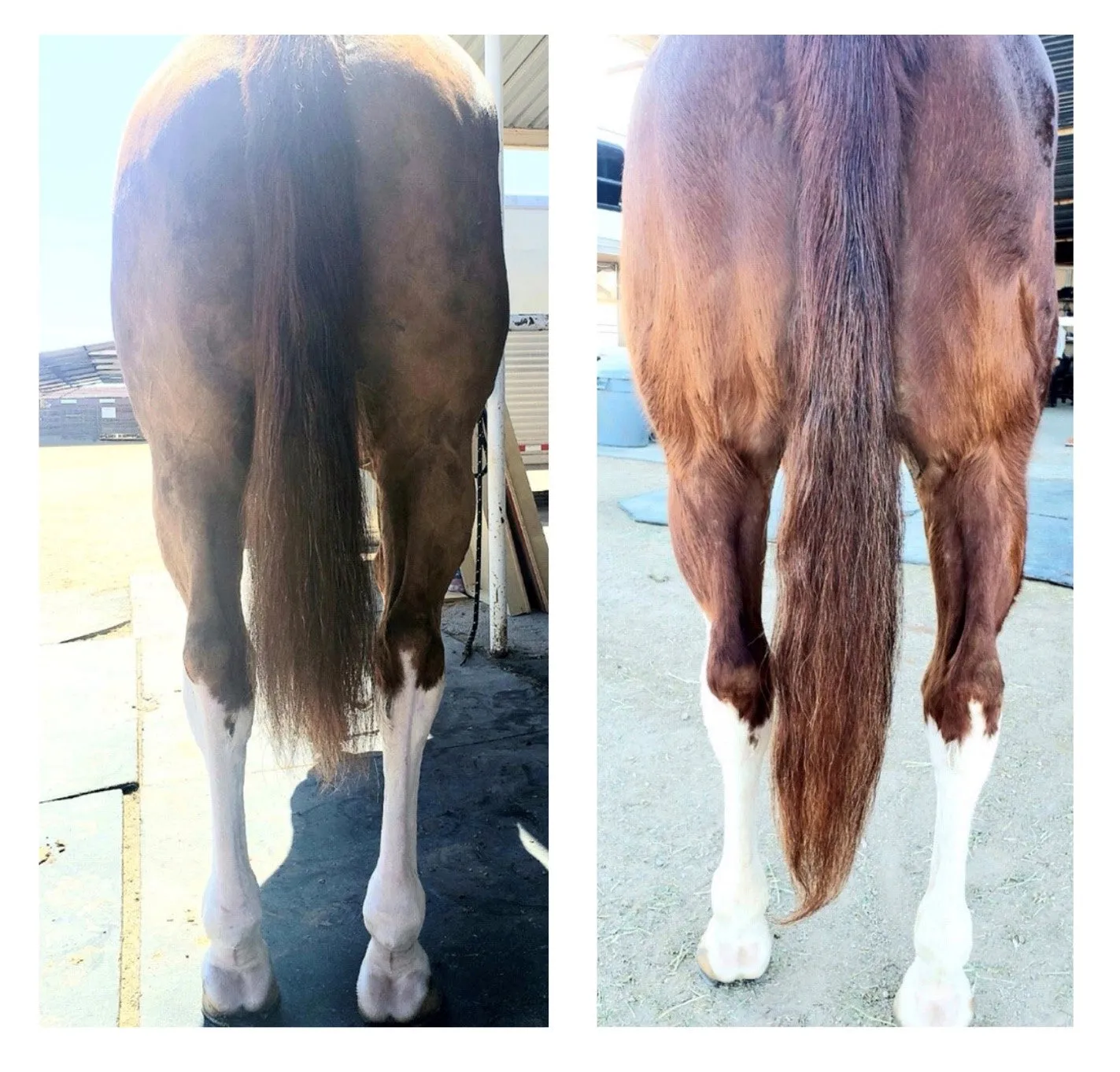 Veterinarian - Hoof & Hair Guard