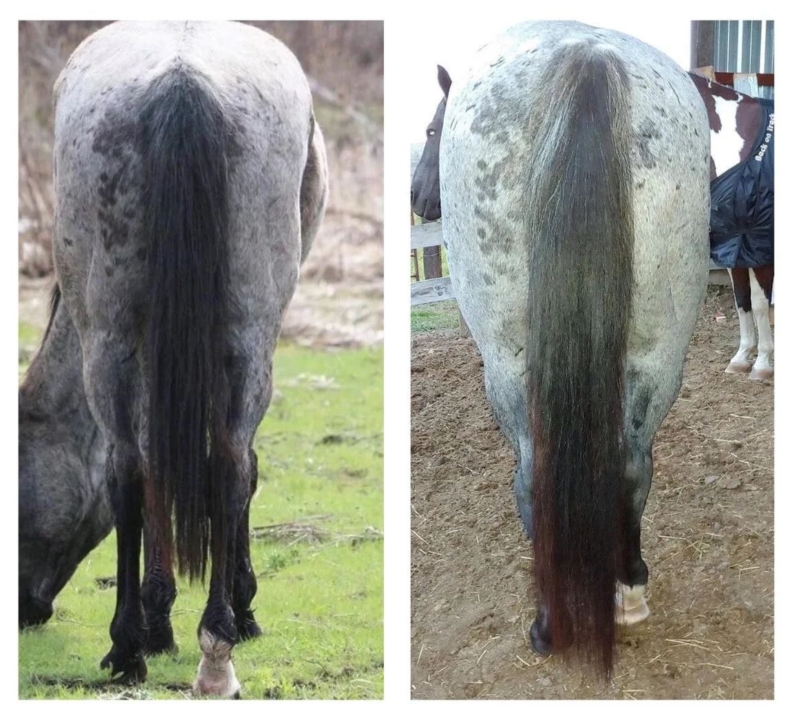 Veterinarian - Hoof & Hair Guard